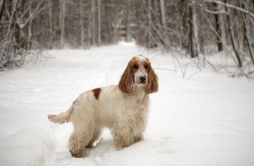 Winter. The park. An English Cocker Spaniel is standing in the snow. The color of the orange roan.