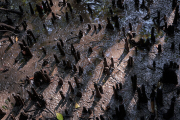 Wild mangrove forest. Mangrove trees close up