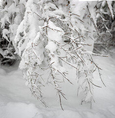 Beautiful silhouette of the branches of a sea buckthorn bush in the snow. Square image.