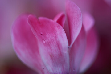 Obraz na płótnie Canvas Pink flower with droplets on the petals
