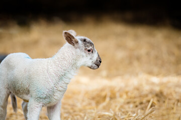 Newborn lamb in a barn