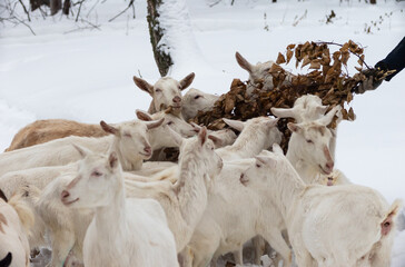 a herd of adult milking goats are walking along a path in the snow in winter in the forest