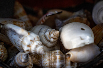 Conchas em um pote