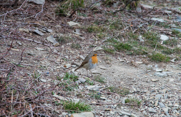 robin bird on stony ground