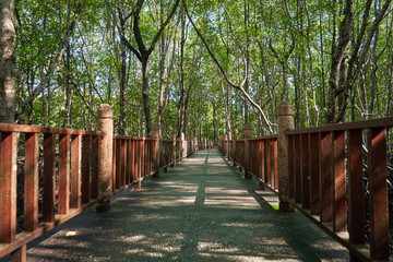 Fototapeta premium Walk through the mangrove forest in Asia
