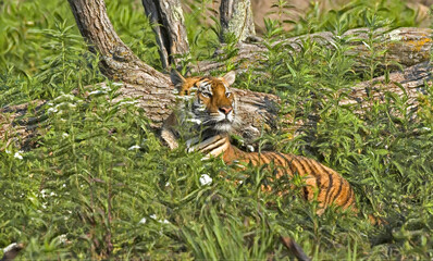 Bengal tigress lying in grasses