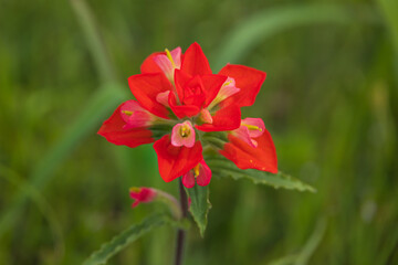 One Indian Paintbrush wildflower close-up with grass in background