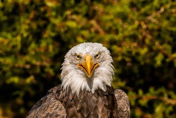 Close up of Bald Eagle