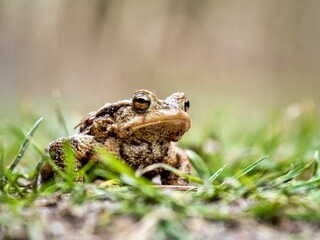 frog on the grass