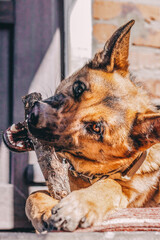 A big angry German shepherd dog gnaws a big stick, holding it with its paws with an open mouth and...