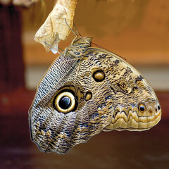 Close up of owl butterfly