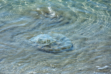 Jellyfish in the coastal strip of the sea