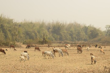 Naklejka na ściany i meble cattle grazing on the field