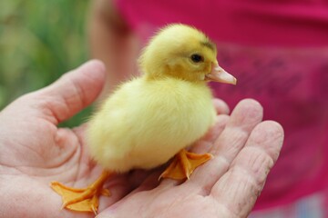 baby chicken in a hand