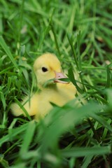 duck in the grass