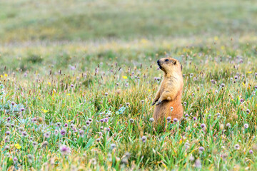 Naklejka na ściany i meble Gray marmot (woodchuck) stands on its hind legs and looks into the distance - on the approach to Lenin peak advanced base camp, Kyrgyzstan