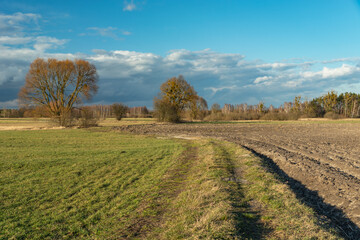 Fototapeta na wymiar A path through fields and meadows, trees and clouds on the sky