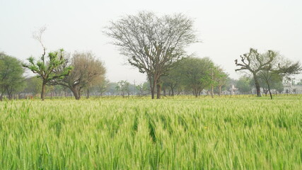 A large wheat field in India and raw spikes against a bright sky. Rural landscape with unripe wheat crops in sunset. Green wheat ears.