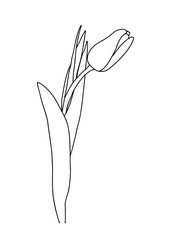 Vector illustration of a tulip. Doodle style.