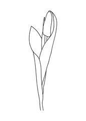Vector illustration of a tulip. Doodle style.