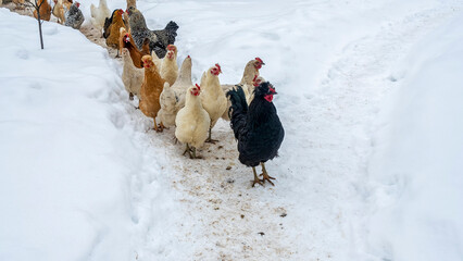 A group or flock of white colored leghorn and black cock crossbred free range egg laying hen...