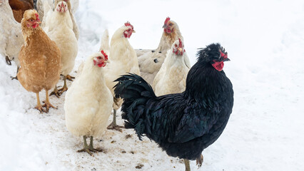 Group of beautiful domestic white hens and black rooster are walking through snow on a snowy winter day.. Chicken farm concept.