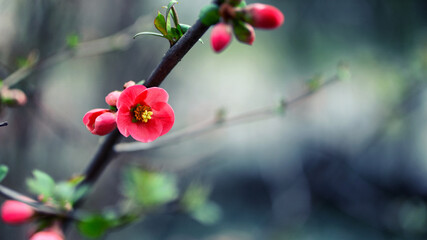 Close up of crabapple flower begonia flower blooming springtime outdoor nature