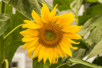 USA, Massachusetts, Cape Ann, Gloucester. Flowers in fog