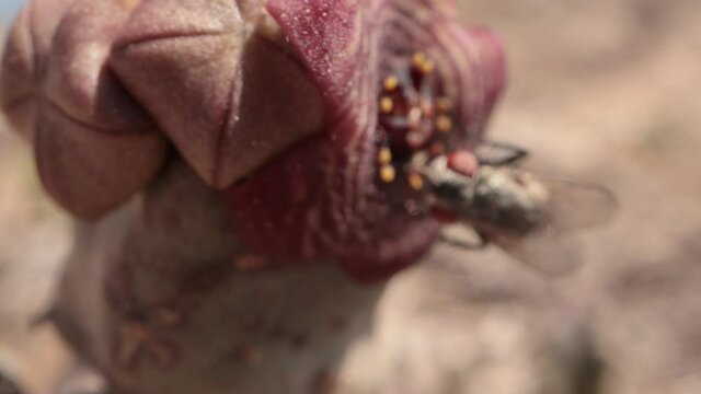 Caralluma with fly