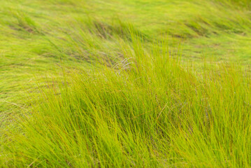 USA, Massachusetts, Cape Ann, Gloucester. Seagrass