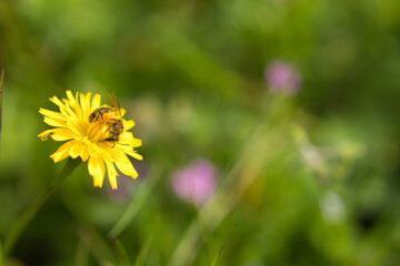 Bee loaded with pollen on yellow daisy.