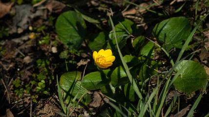 yellow flowers in spring