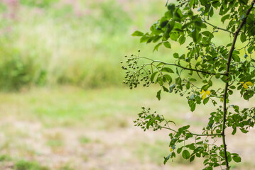 USA, Massachusetts, Cape Ann, Gloucester. Beachside greenery