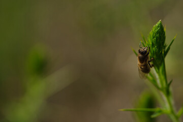 Bee in the foreground on a green plant.