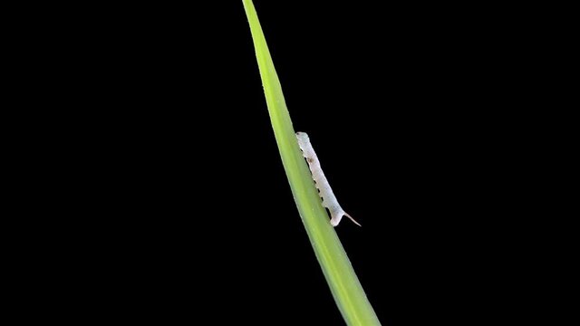 Young caterpillar Insecta Manduca sexta, family Sphingidae, species of butterflies, pests of tobacco plants. Creeps along a green branch
