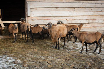 Beautiful ram with horns and a sheeps are walking in the flock on the farm near the barn. Livestock raising.