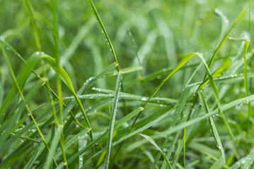 USA, Massachusetts, Cape Ann, Gloucester. Dew on grass