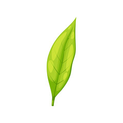 Obraz premium Black or green tea leaf isolated organic plant icon. Vector fresh greenery, springtime foliage with veins, vegetarian food ingredient. Herbal tea sprout, one leave natural aroma matcha tee