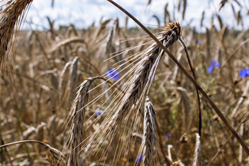 Wheat field. Golden ears of wheat