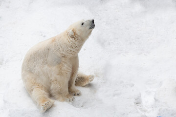 Fototapeta na wymiar Funny polar bear. Polar bear sitting in a funny pose. white bear