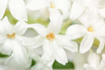 Obraz na płótnie Canvas Close-up of white spring flowers. Floral background.