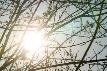 Sonne strahlt durch Äste eines Baumes