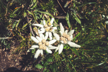 Edelweiss flowers in Vanoise national Park, France