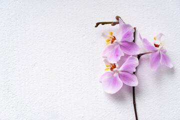 Fototapeta premium beautiful Phalaenopsis orchid flowers, mock up on white background