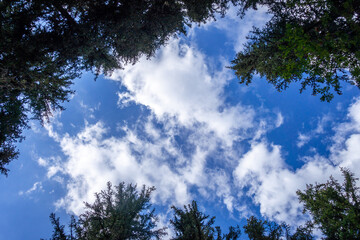 Sky and pine forest view from below