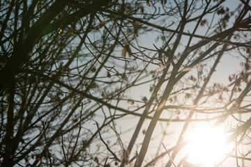 Sonne strahlt durch Äste eines Baumes