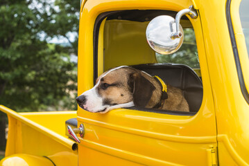 USA, Massachusetts, Cape Ann, Gloucester. Dog sitting inside yellow pickup truck