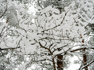 Obraz premium Road Among Snow Covered Trees In The Winter Forest. Landscape. Beautiful Winter Morning In A Snow Covered Pine Fore. January in a dense forest seasonal view. Image for wallpaper