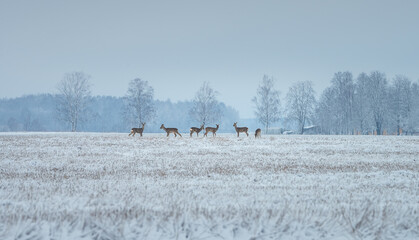 Deer family eating on a snowy crop field. Picturesque winter landscape with wildlife. Deer running...
