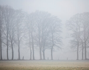 person jogging between oak trees in morning fog near Doorn on Utrechtse Heuvelrug